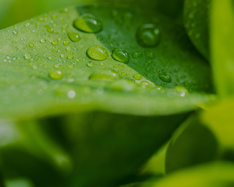 红桃视频免费观看